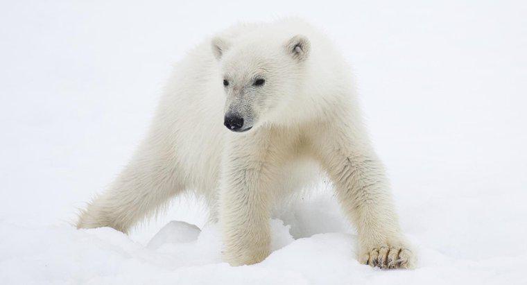 Quels animaux trouve-t-on dans la région polaire?
