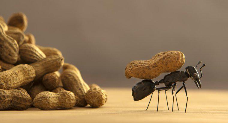 Quelle est la meilleure façon de se débarrasser des fourmis ?