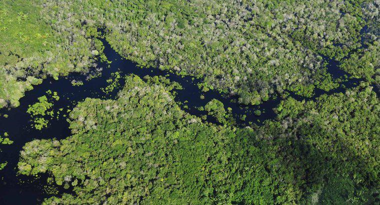Quels pays contiennent la forêt amazonienne ?