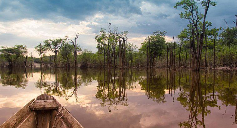 Pourquoi devrions-nous sauver la forêt amazonienne ?