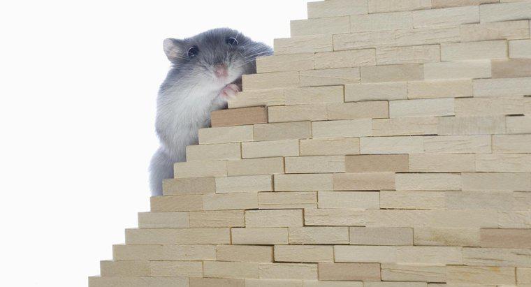 Les souris peuvent-elles monter les escaliers ?