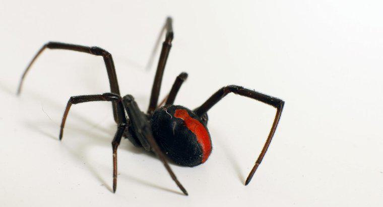 Quels sont les faits sur l'araignée veuve noire?