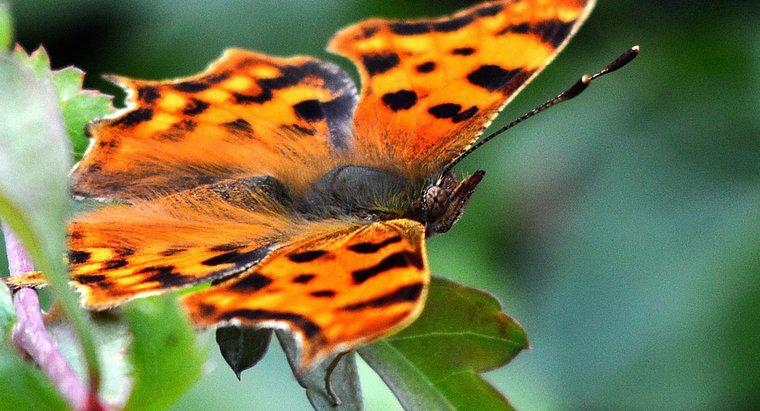 Quel est le nom scientifique d'un papillon ?