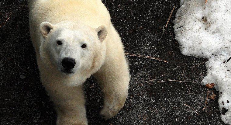 Comment les ours polaires se protègent-ils ?