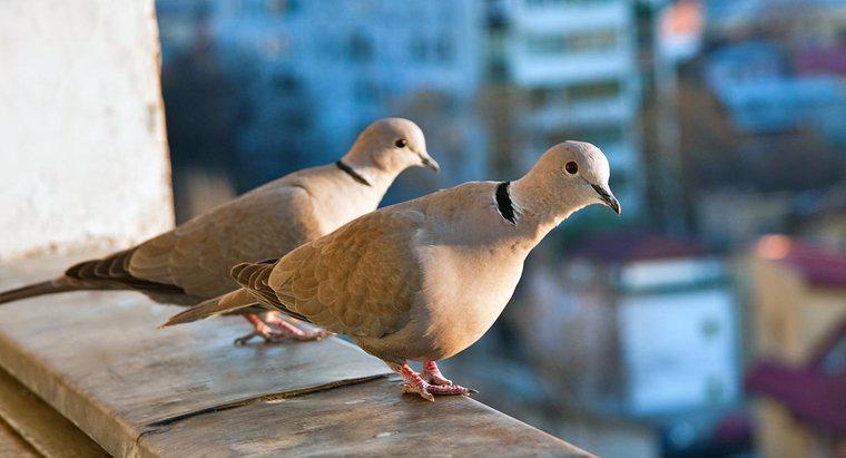 Comment appelle-t-on un groupe de colombes ?