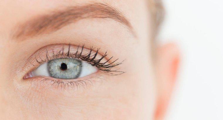 Comment appelle-t-on la partie blanche de l'œil ?