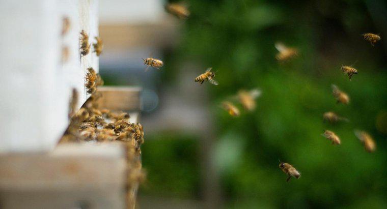 Comment se débarrasser des abeilles qui nichent dans le sol ?