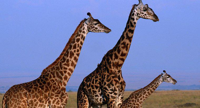 Quelle taille peut atteindre une girafe ?