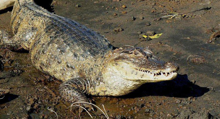 Combien pèse un crocodile ?