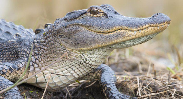 À quelle vitesse les alligators peuvent-ils courir sur terre?