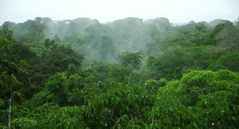 Quelle est la pluviométrie moyenne dans la forêt amazonienne ?