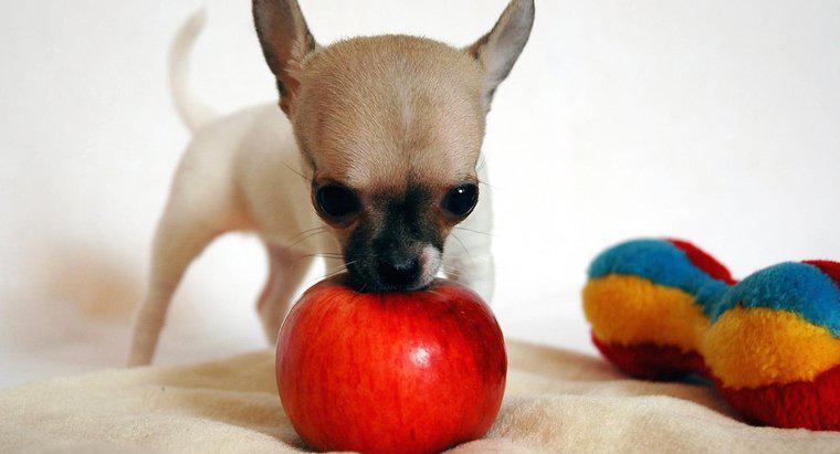 Les chiens peuvent-ils manger des pommes ?
