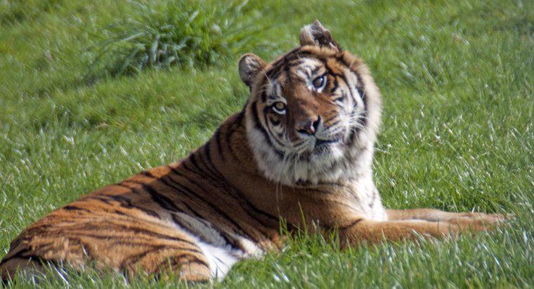 D'où vient le nom du tigre du Bengale ?
