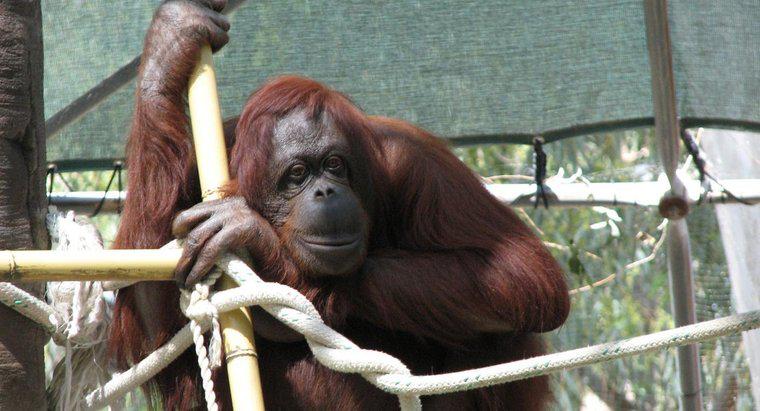 Combien de temps vivent les orangs-outans ?