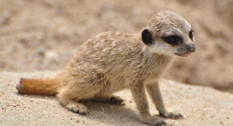 Comment s'appelle un bébé suricate ?
