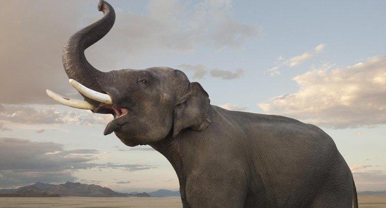 Comment les éléphants montrent-ils leurs émotions ?