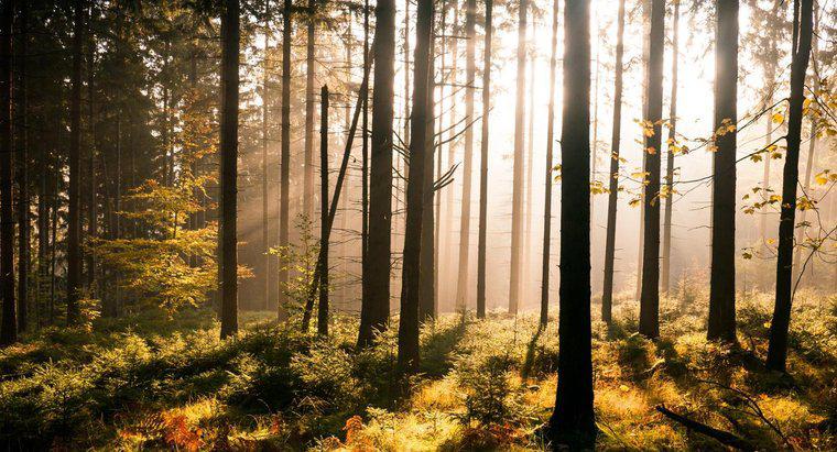 Quelle est la différence entre une forêt et un bois ?