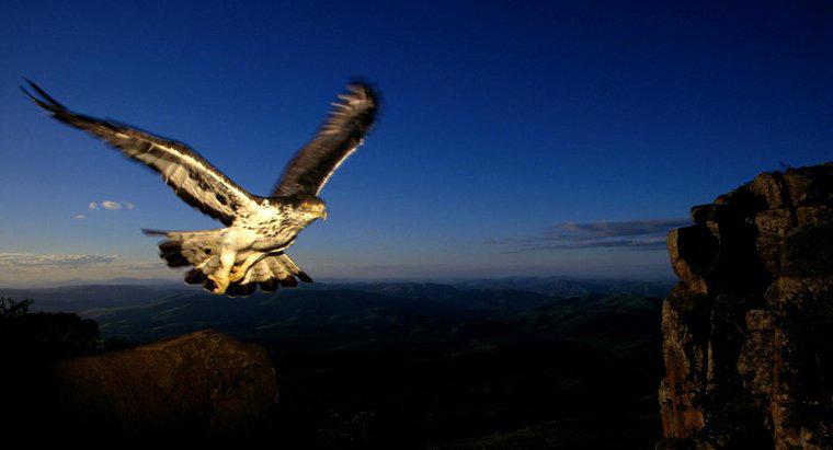 À quelle vitesse un aigle peut-il voler ?