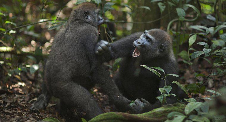 Comment les gorilles attaquent-ils ?