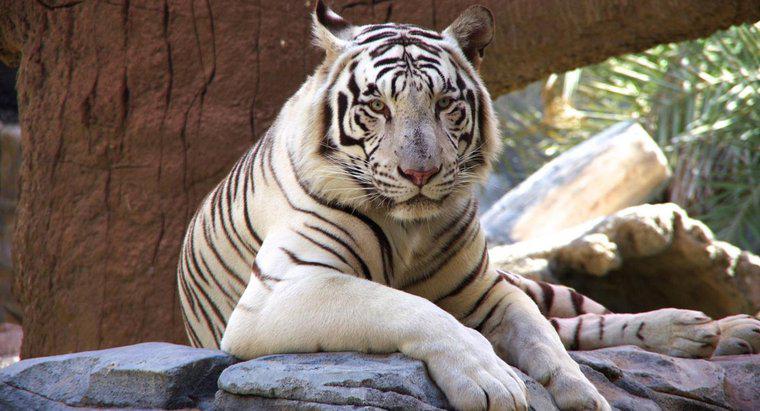 Pourquoi les tigres blancs sont-ils en danger ?