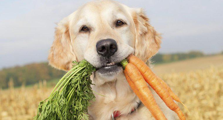 Les chiens peuvent-ils manger des carottes crues ?