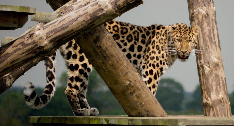 Pourquoi les léopards de l'Amour sont-ils en danger ?