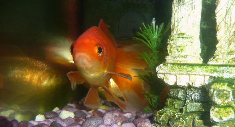 Pourquoi mon poisson rouge se cache-t-il ?