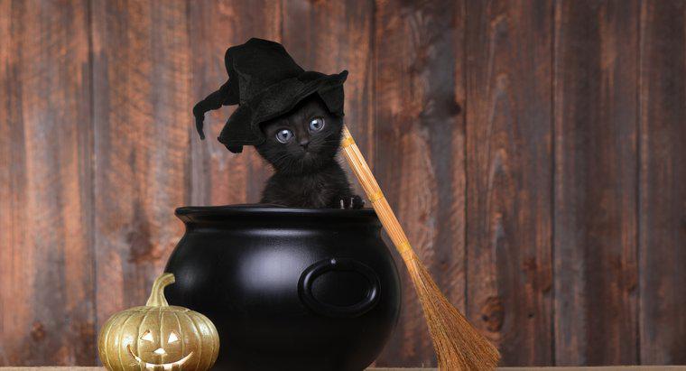Pourquoi les chats noirs sont-ils un symbole d'Halloween ?