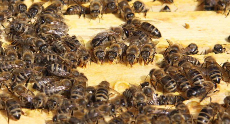 Comment se débarrasser d'une ruche ?