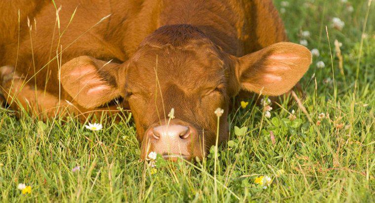 Combien d'heures par jour les vaches dorment-elles ?