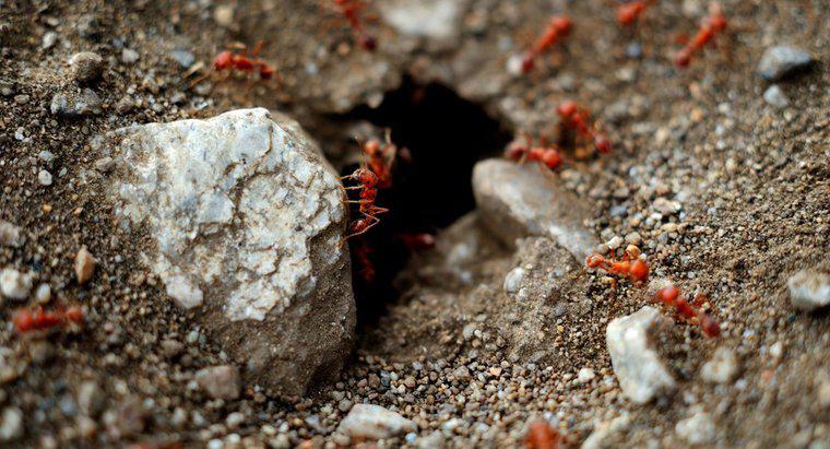 Comment me débarrasser des fourmis rouges dans mon jardin ?
