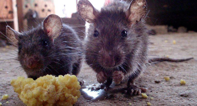Qu'est-ce qu'un répulsif naturel contre les rats ?