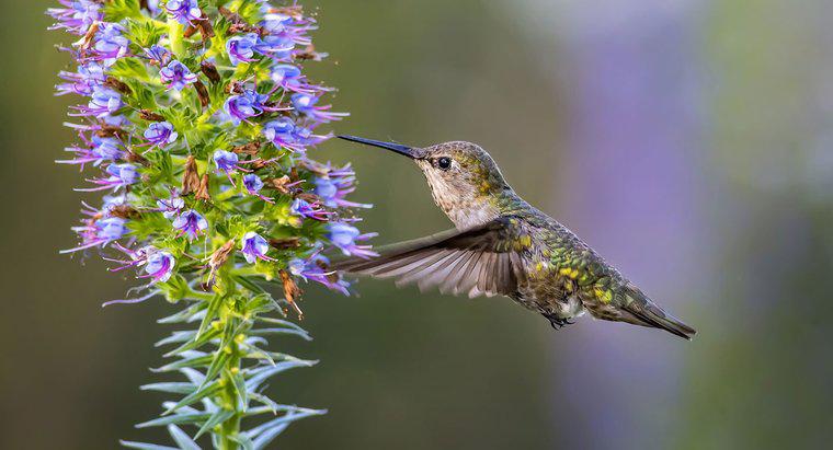 À quelle vitesse volent les colibris ?