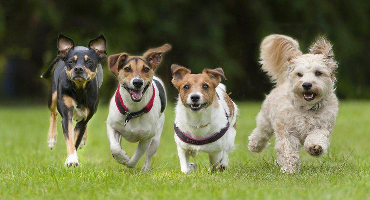 Quel est le chien le plus rapide du monde ?