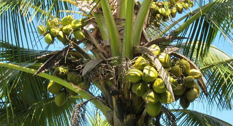 Quels sont les différents types de noix de coco ?