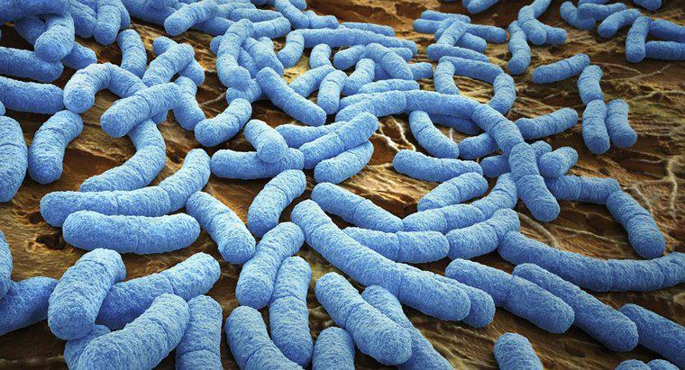Comment les bactéries respirent-elles ?