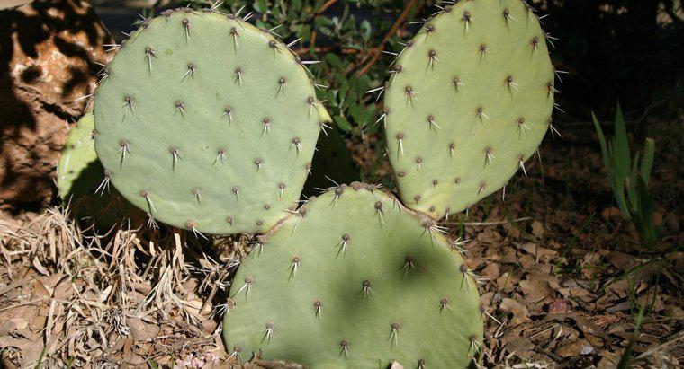 Comment déterminer l'âge d'un cactus ?