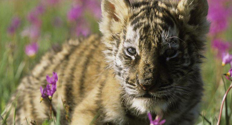 Quelle est la taille d'un bébé tigre de Sibérie ?