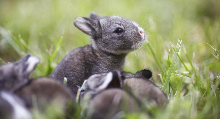 Combien de bébés les lapins ont-ils dans une portée ?