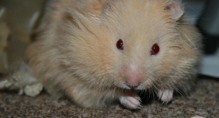 Quelle est la taille des hamsters ours en peluche?