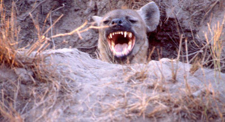 Pourquoi les hyènes rient-elles ?