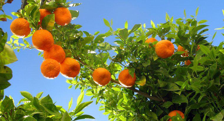 D'où viennent les oranges ?