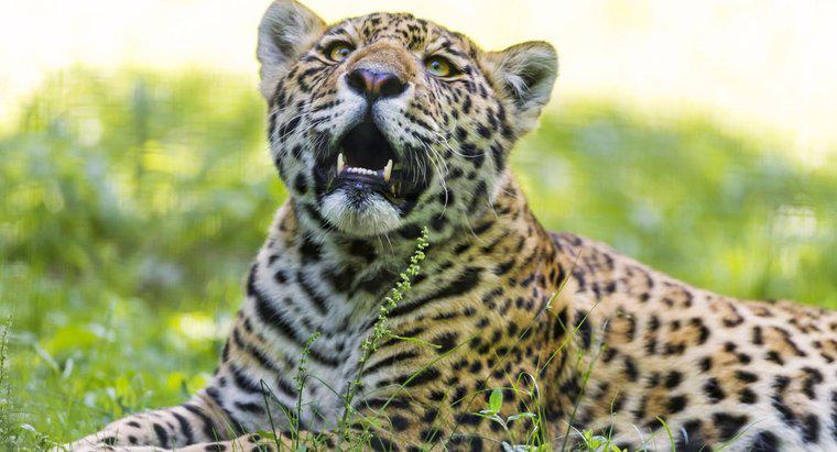 Pourquoi la Jaguar est-elle en danger ?