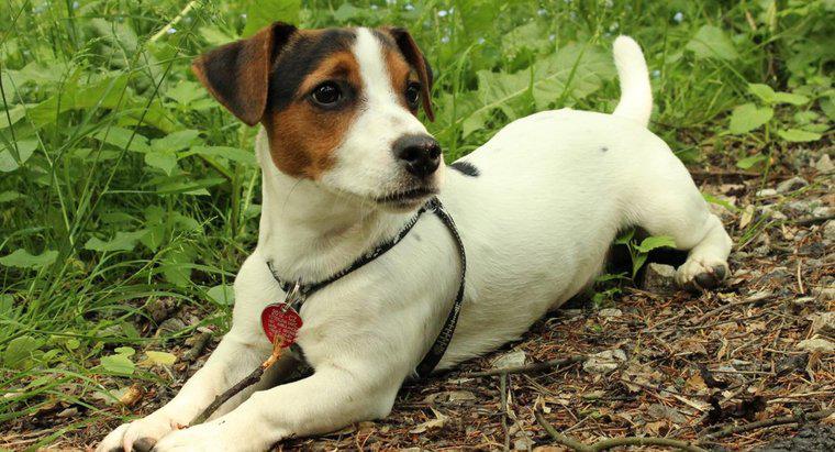 Comment dresser un mélange Jack Russell ?