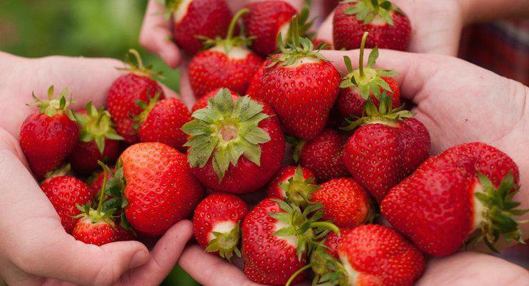Quand est la saison de la cueillette des fraises?