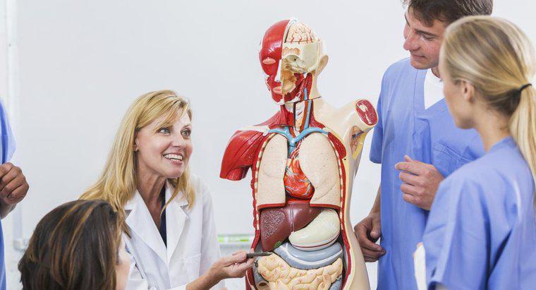 Où sont situés les organes respiratoires dans le corps humain ?