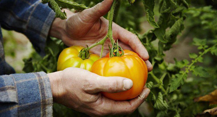 Quels sont les conseils pour faire pousser des tomates ?