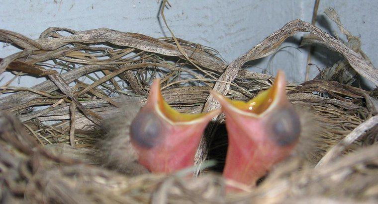 Que mangent les oiseaux nouveau-nés ?