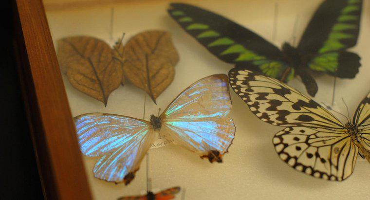 Comment les papillons morts sont-ils conservés ?