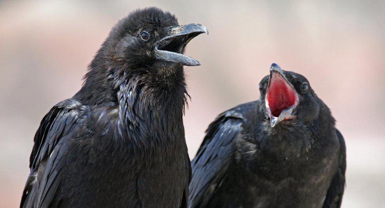 Que mangent les corbeaux ?